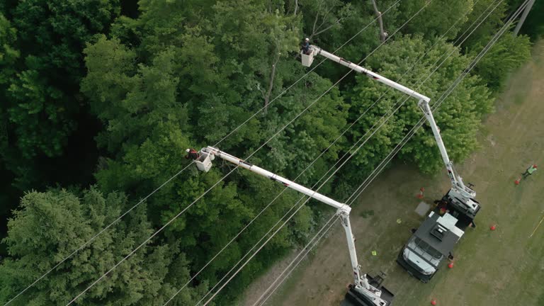 Worland, WY  Tree Services Company